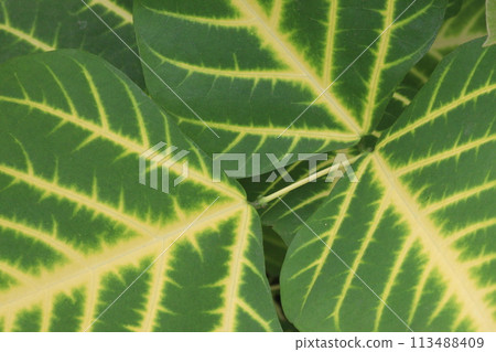 Erythrina variegata plant on farm Erythrina variegata plant on farm 113488409