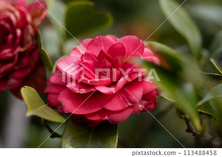 Camellia (Autumn leaves viewing) Camellia (Autumn leaves viewing) 113488458