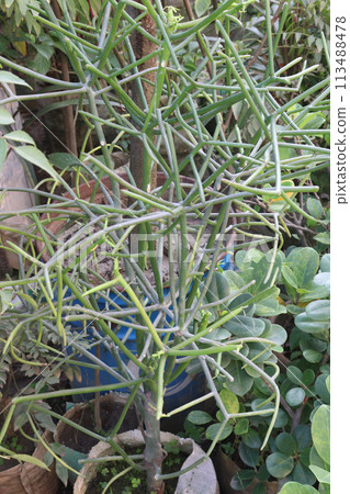 Euphorbia tirucalli plant on farm Euphorbia tirucalli plant on farm 113488478