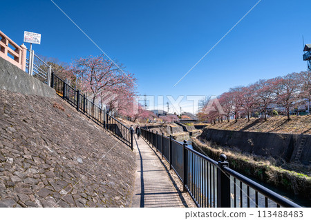 春天櫻花盛開的掛川城週邊風景（靜岡縣） 113488483