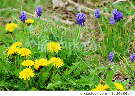 蒲公英和穆斯卡里 113488494