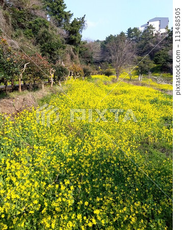Rape flower field in Jeju Island, Korea Rape flower field in Jeju Island, Korea 113488505