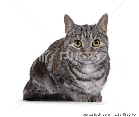 European Shorthair cat on white background 113488570