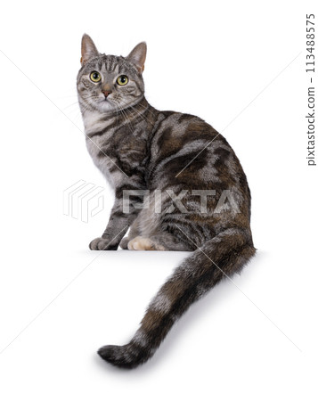 European Shorthair cat on white background European Shorthair cat on white background 113488575