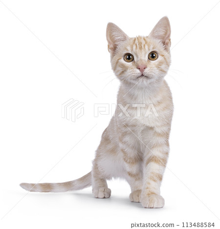 European Shorthair cat on white background 113488584