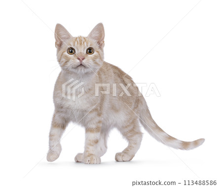 European Shorthair cat on white background European Shorthair cat on white background 113488586
