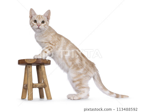 European Shorthair cat on white background European Shorthair cat on white background 113488592