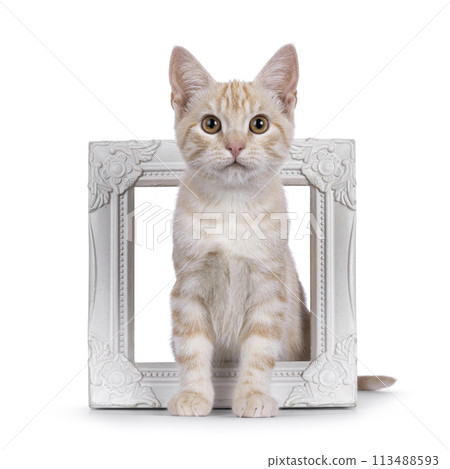 European Shorthair cat on white background European Shorthair cat on white background 113488593