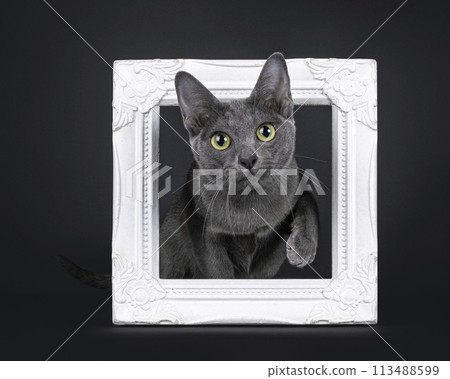 Korat cat on white background Korat cat on white background 113488599