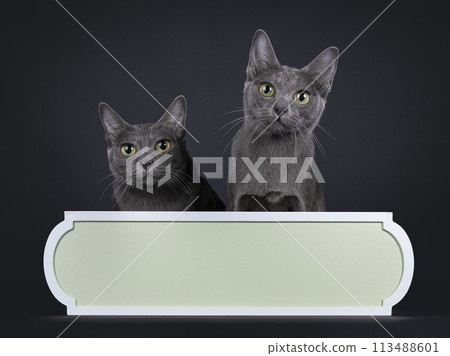 Korat cat on white background Korat cat on white background 113488601