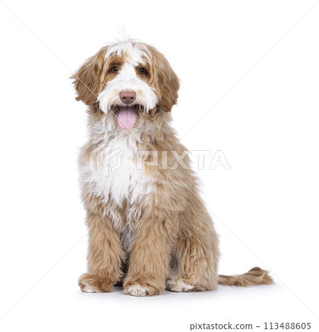 Labradoodle on white background Labradoodle on white background 113488605