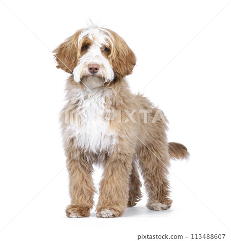 Labradoodle on white background Labradoodle on white background 113488607