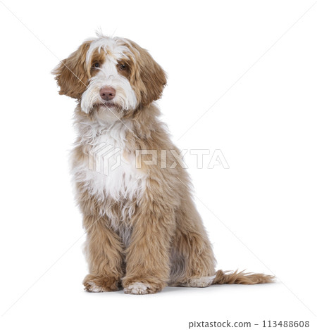 Labradoodle on white background 113488608