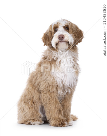 Labradoodle on white background 113488610