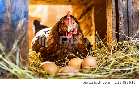 Laying Hen Hatching Eggs in Straw Nest Inside a Wooden Chicken Coop - Generative Ai 113488615