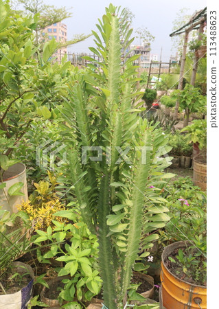 Euphorbia trigona plant on farm 113488623