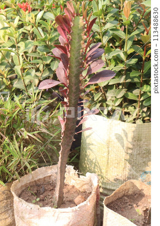 Euphorbia trigona plant on farm Euphorbia trigona plant on farm 113488630
