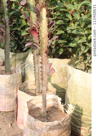 Euphorbia trigona plant on farm 113488631