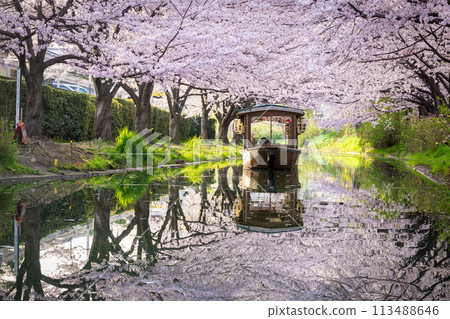 櫻花盛開的京都伏見十國船 櫻花盛開的京都伏見十國船 113488646