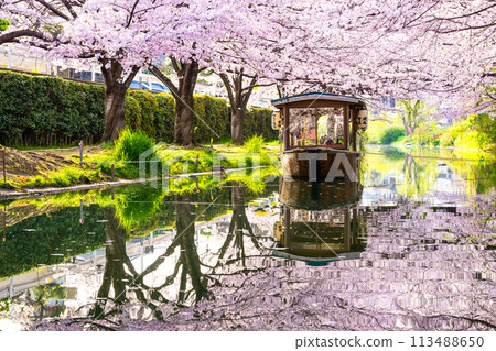 櫻花盛開的京都伏見十國船 櫻花盛開的京都伏見十國船 113488650