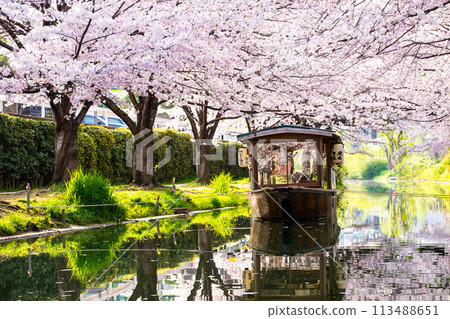 櫻花盛開的京都伏見十國船 113488651
