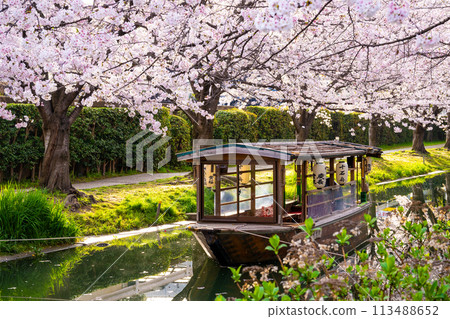 Kyoto: Fushimi Jikkokubune boats with cherry blossoms in full bloom 113488652