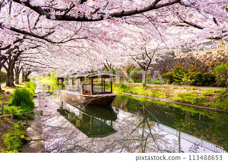Kyoto: Fushimi Jikkokubune boats with cherry blossoms in full bloom 113488653