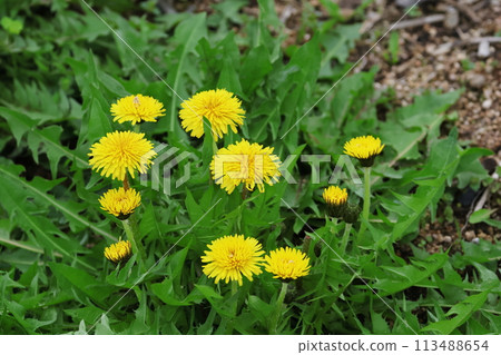 蒲公英的花朵 113488654