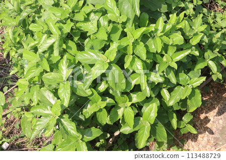 Ficus hispida L.f. (Moraceae) plant on jungle Ficus hispida L.f. (Moraceae) plant on jungle 113488729