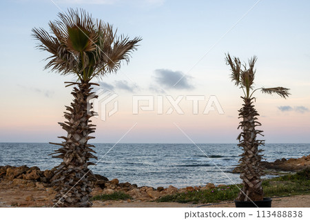 Mediterranean sea and palm trees, Sicily, Italy Mediterranean sea and palm trees, Sicily, Italy 113488838