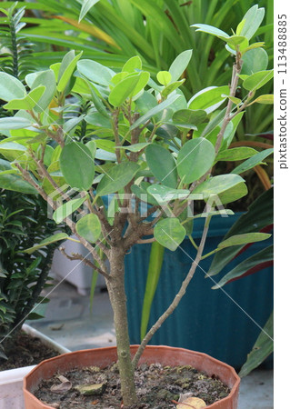 Ficus microcarpa tree on pot in farm 113488885