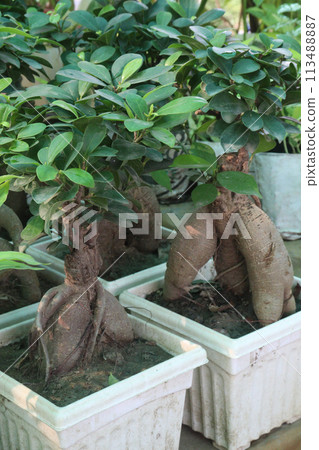 Ficus microcarpa tree on pot in farm Ficus microcarpa tree on pot in farm 113488887