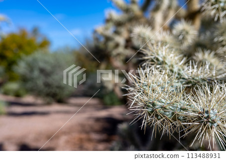 selective focus on white cactus needles with blurred background and blue sky selective focus on white cactus needles with blurred background and blue sky 113488931