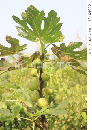 Fig fruit on tree in farm Fig fruit on tree in farm 113489040