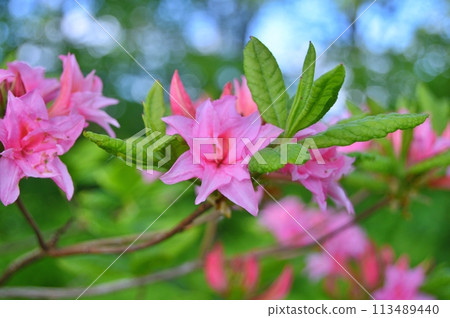 Flowers in the garden during summer. Nature background 113489440