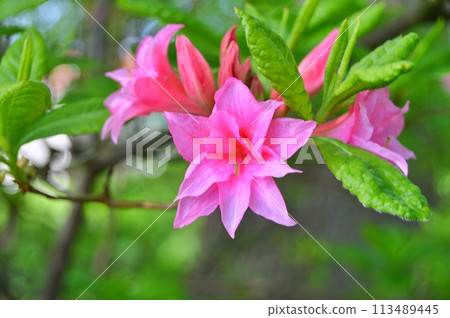 Flowers in the garden during summer. Nature background 113489445