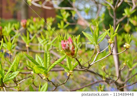 Flowers in the garden during summer. Nature background 113489448