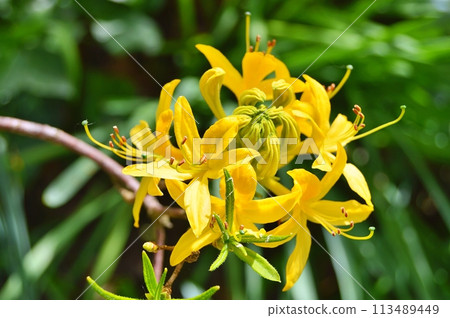 Flowers in the garden during summer. Nature background 113489449