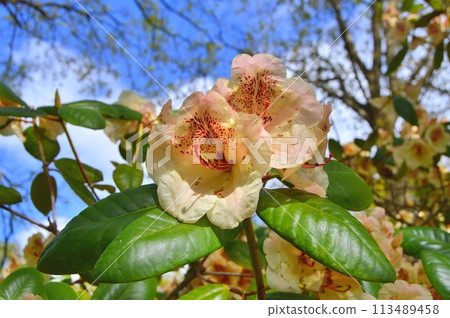 Flowers in the garden during summer. Nature background 113489458