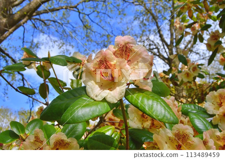 Flowers in the garden during summer. Nature background 113489459