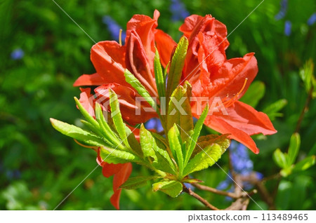 Flowers in the garden during summer. Nature background Flowers in the garden during summer. Nature background 113489465