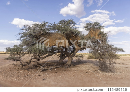 Picture of an acacia tree with a big weaver birds nest on a green meadow against a blue sky in Etosha national park in Namibia during the day Picture of an acacia tree with a big weaver birds nest on a green meadow against a blue sky in Etosha national park in Namibia during the day 113489516