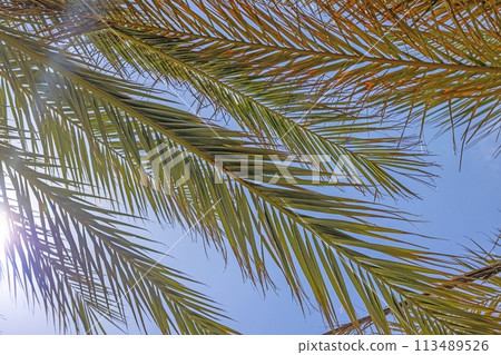 Image of branched palm leaves from the ground perspective against a blue sky Image of branched palm leaves from the ground perspective against a blue sky 113489526