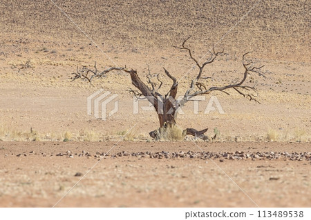 Picture of a dead acacia tree in a dry desert landscape in Namibia during the day 113489538
