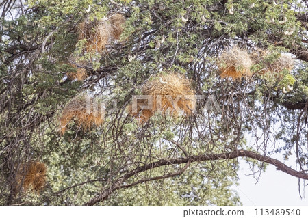 Picture of some waver bird nest in a tree in Namibia Picture of some waver bird nest in a tree in Namibia 113489540