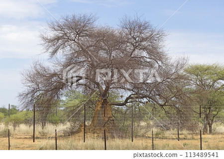 Picture of an acacia tree with a termite nest around the trunk Picture of an acacia tree with a termite nest around the trunk 113489541