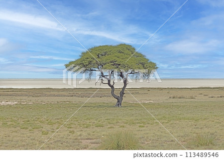 Picture of an acacia tree on a green meadow against a blue sky in Etosha national park in Namibia during the day 113489546