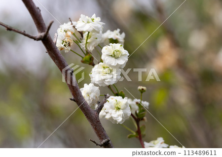 Shimimibana 113489611