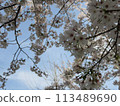 Cherry blossoms looking up 113489690
