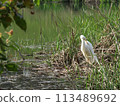 Heron in the pond 113489692
